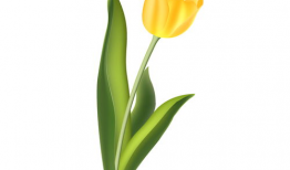 漫画郁金香,一场奇幻的视觉盛宴